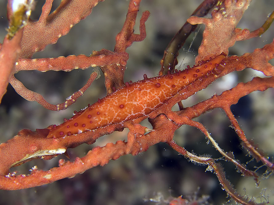 Phenacovolva rosea